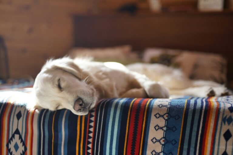 How Often Should You Wash Your Dog’s Bed? A Complete Cleaning Guide