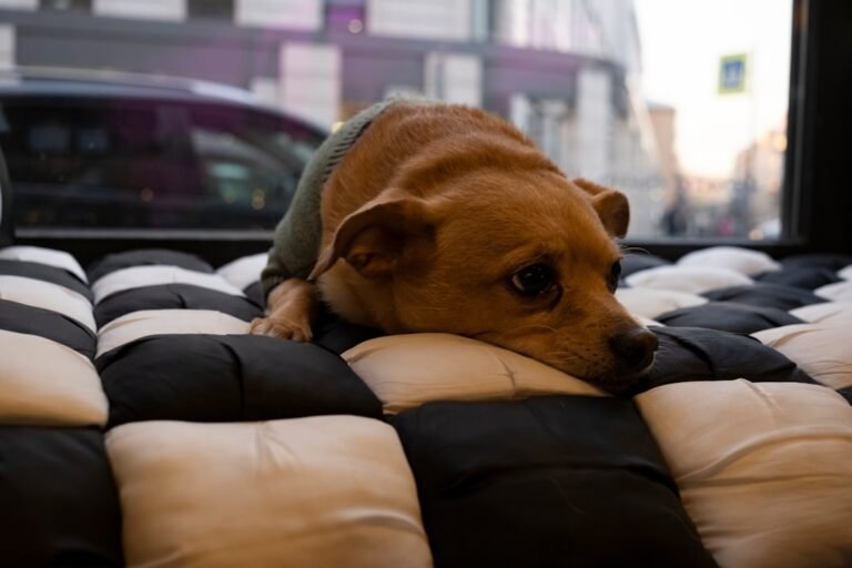 How to Keep Your Dog Warm in Winter: 9 Cozy Tips Every Owner Should Know