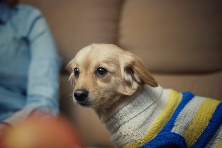 How to Keep Your Dog Warm in Winter: 9 Cozy Tips Every Owner Should Know