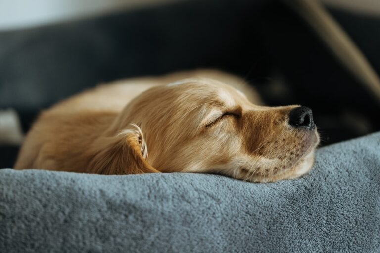10 Easy Ways to Keep Your Dog Happy and Entertained at Home