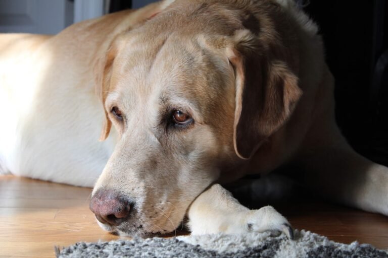 How to Choose the Best Toys for Your Dog: A Guide to Safe & Fun Play