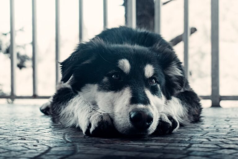 7 Common Dog Behaviors Explained: What Your Dog Is Trying to Tell You