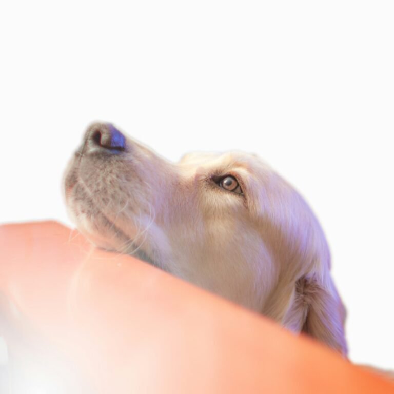10 Small Changes That Can Make Your Dog Happier Every Day