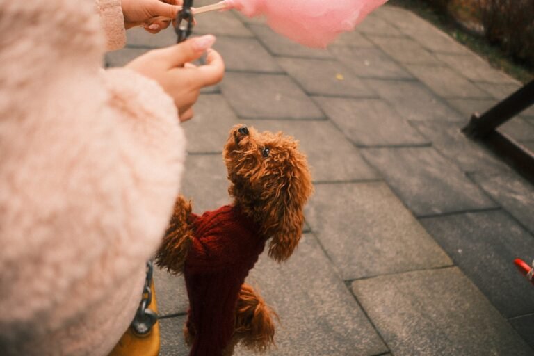 How to Tell If Your Dog Is Bored: 10 Signs and Simple Ways to Help
