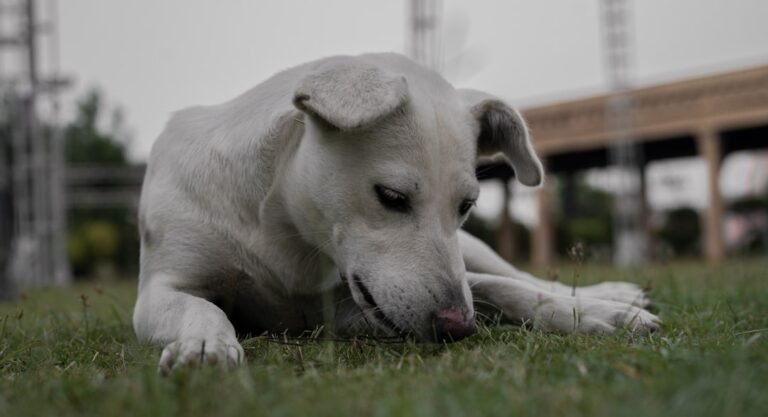 Why Do Dogs Lick Their Paws? 8 Common Reasons & When to Worry