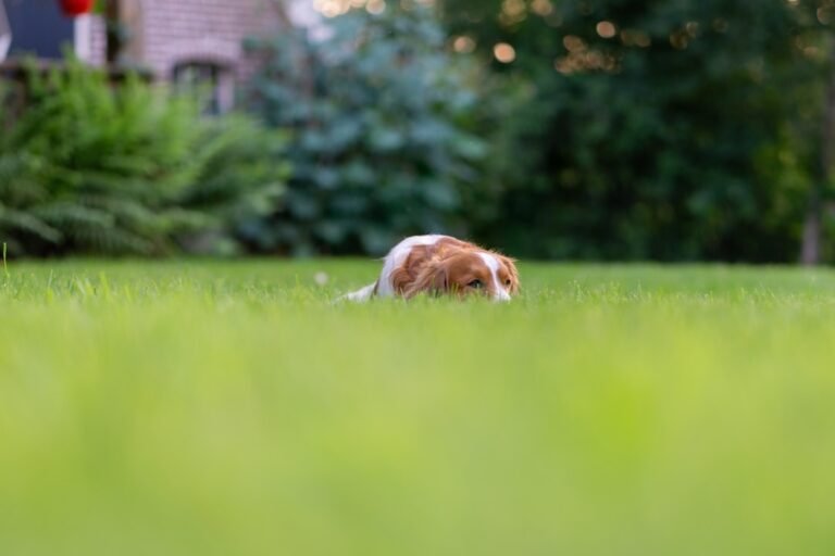 Why Do Dogs Eat Grass? 7 Reasons & When It Could Be a Problem