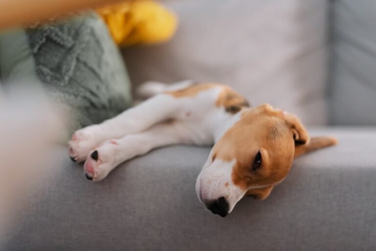 How to Socialize a Puppy: When to Start & What to Do