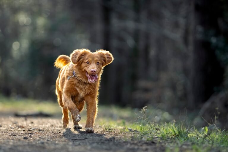 How to Teach Your Dog to Come When Called: A Simple Step-by-Step Guide
