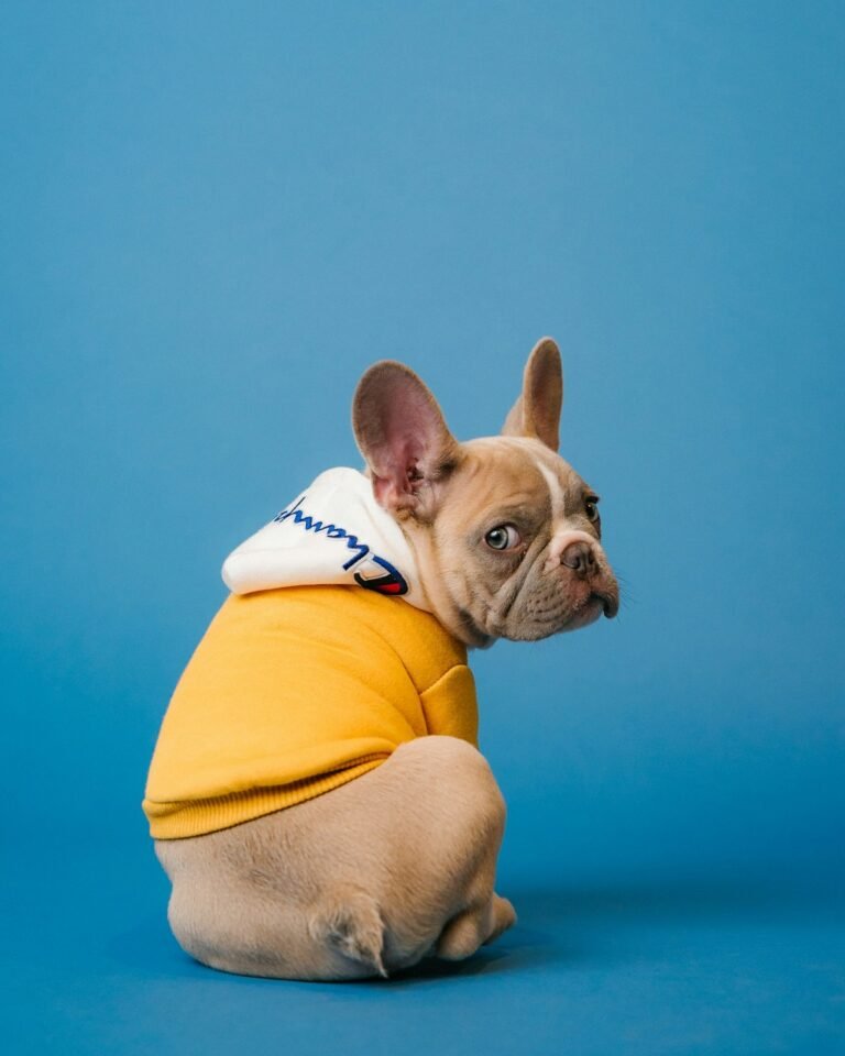 How to Keep Your Dog Comfortable on Rainy Days: 9 Simple Ideas