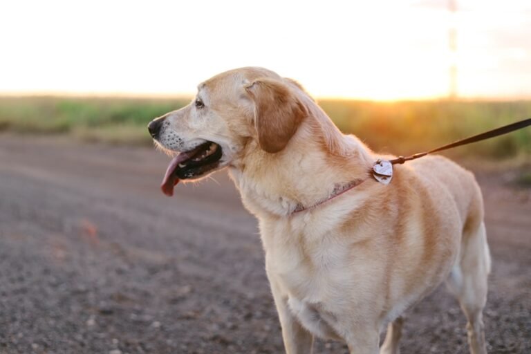 How to Stop Your Dog From Pulling on the Leash