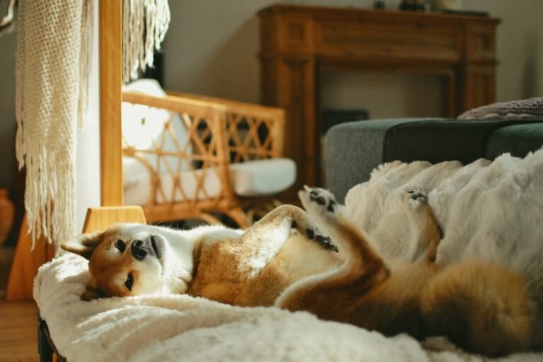 How Often Should You Replace Your Dog’s Bed? Signs It’s Time for a New One